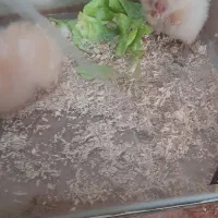 همستر|موش و خرگوش|سنندج, |دیوار