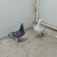 کفتر باخت کرده