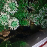 ماهی آکواریم|ماهی|محمدیه-قزوین, |دیوار