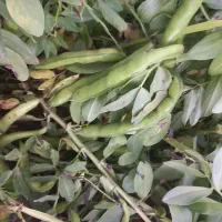باقالی طاهراباد