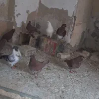 کبوتر زینتی . کینگ ورواعبی