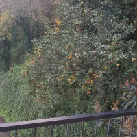 فروش نارنگی رو درخت