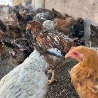 جوجه مرغ و خروس فریک