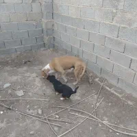 واگذاری پیتبول ماده شکم پر