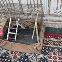 قفس کاسکویی