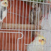 طوطی عروس هلندی