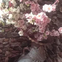 درخت گیلاس با تنه طبیعی گل و گلدون اشانتیون|گل مصنوعی|اسلامشهر, شهرک واوان|دیوار