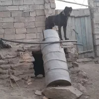 واگذاری سگ افغان دهن پاک