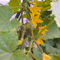 کار و زندگی در گلخانه