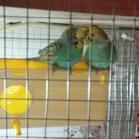 مرغ عشق فروشی