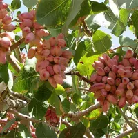 خرید پسته کال و خوشه و دانه