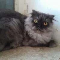 گربه اسکاتیش