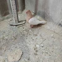 کفتر سینه زرد|پرنده|تهران, شارق|دیوار