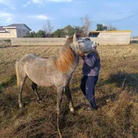 اسب نریان نیلی ۴ سال