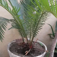 سیکاس ۶ ساله ماده همراه پاجوش
