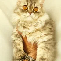 گربه بریتیش هیمالین پرشین