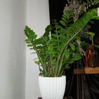 زامفولیا ۱ساله ریشه پر و سرحال و باکیفیت|گل و گیاه طبیعی|قائم‌شهر, |دیوار