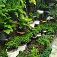 کامپکت ،میخک هدیه روز معلم
