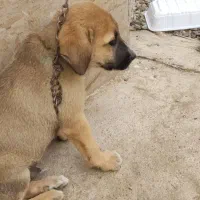 سگ پیت بول سه ماه خوشگل|سگ|صومعهسرا, |دیوار