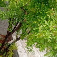 تولید محتوا.ادیت.روتوش عکس.لوگوموشن.فوتوشاپ