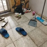 جوجه رنگی