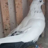 قره. قویروغ.  گزن