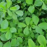 فروش علف خشک محلی کیفیت عالی