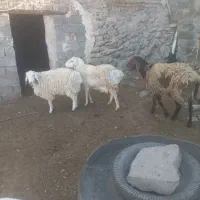 بره چاق|حیوانات مزرعه|سده (خراسان جنوبی), |دیوار