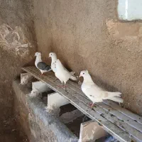 کبوتر|پرنده|چگنی, |دیوار