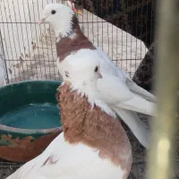 چهار تا طوقی جوانه امسال