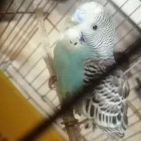 مرغ عشق