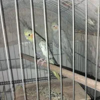 عروس هلندی|پرنده|میناب, |دیوار