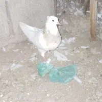 طوقی ماده|پرنده|جیرفت, |دیوار