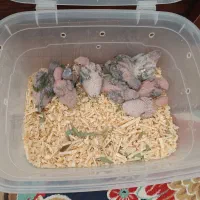 طوطی‌کوتوله