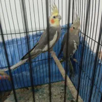 فروش یک جفت عروس هلندی مولد و جوان