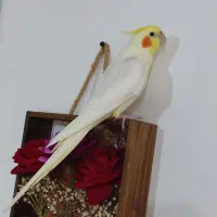 عروس هلندی سخنگو