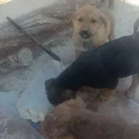 توله سگ|سگ|رباط‌کریم, منجیل آباد|دیوار