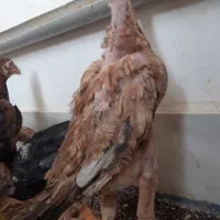 جوجه لاری|حیوانات مزرعه|رباطکریم, رباطکریم|دیوار