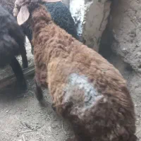 دوراس بره نرشیرمست درجه ۱