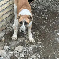 توله خراسانی سه ماهه