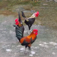 جیبر اصیل،۴عددخروس+  ۱ مرغ کاملا سالم وسرحال