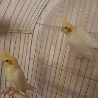 عروس|پرنده|قم, باجک دو|دیوار