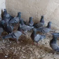 نروماده سبز خطی پرشی|پرنده|کاشان, ولیعصر|دیوار
