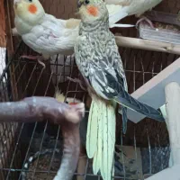 فروش عروس هلندی