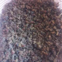 کشمش محلی|خوردنی و آشامیدنی|قره قوین, |دیوار