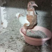 جوجه نر شتری زرد|پرنده|صابری, |دیوار
