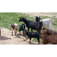 ۲۰تا بز ۹تا کهره