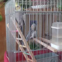 جفت عروس هلندی|پرنده|برخوار, |دیوار