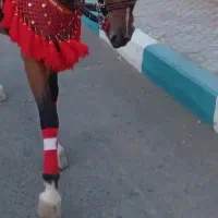 اسب مادیان ۸ما آبستن|حیوانات مزرعه|فریدونشهر, |دیوار