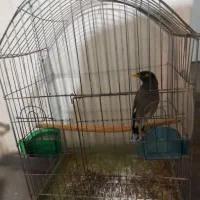 مرغ مینا|پرنده|زنجان, |دیوار